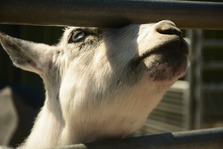 a close up of a sheep's face in front of a gate