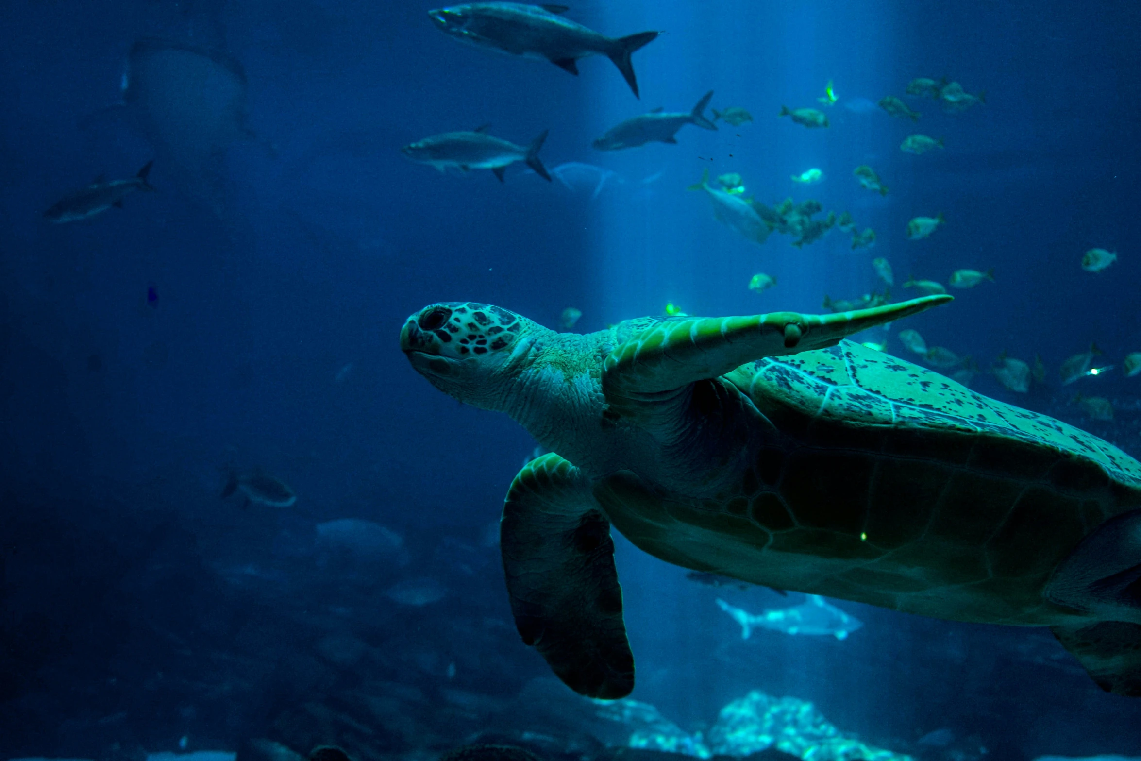 a turtle swimming in the ocean, with an aquarium full of fish