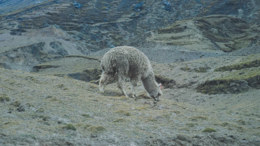 a sheep is grazing in an open field