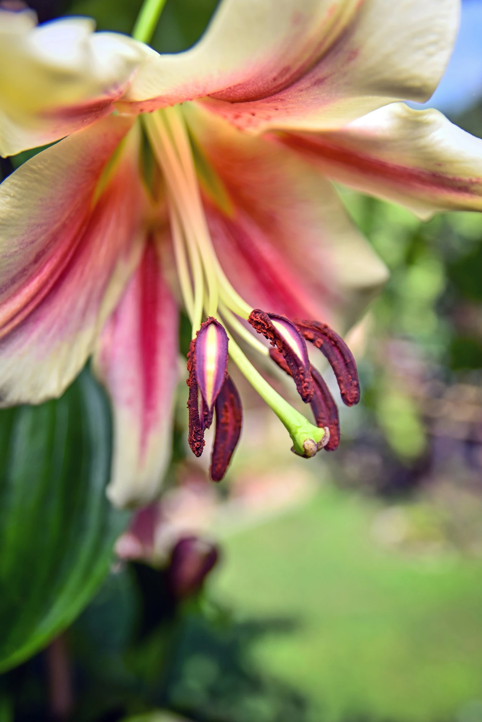 a large pink flower blooming on top of a green plant