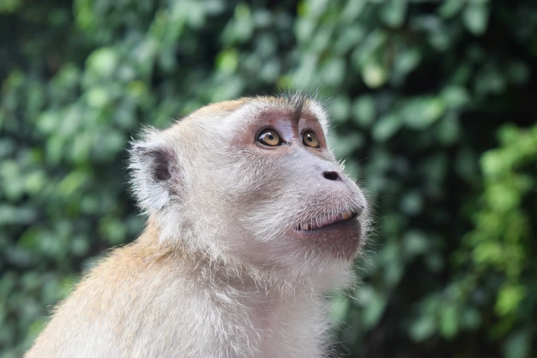 a white and gray monkey is looking to the side