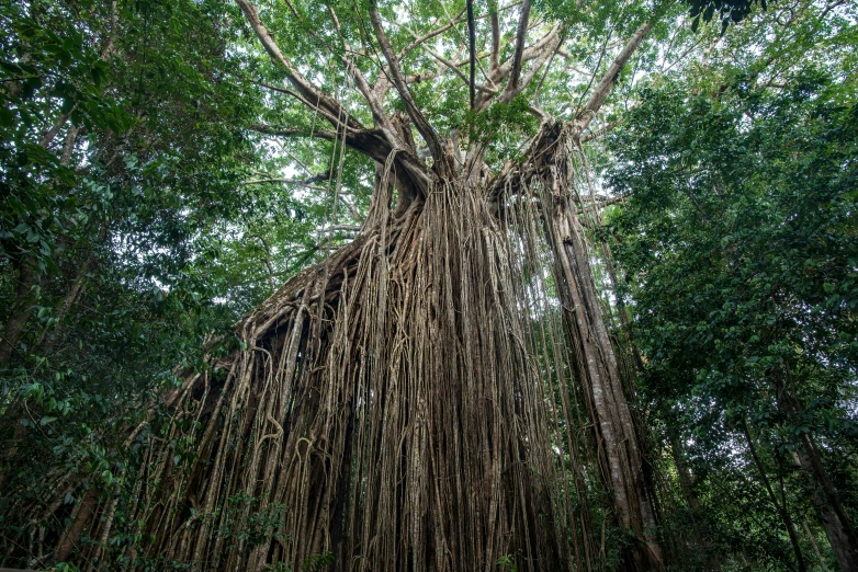 the giant tree is very large and tall