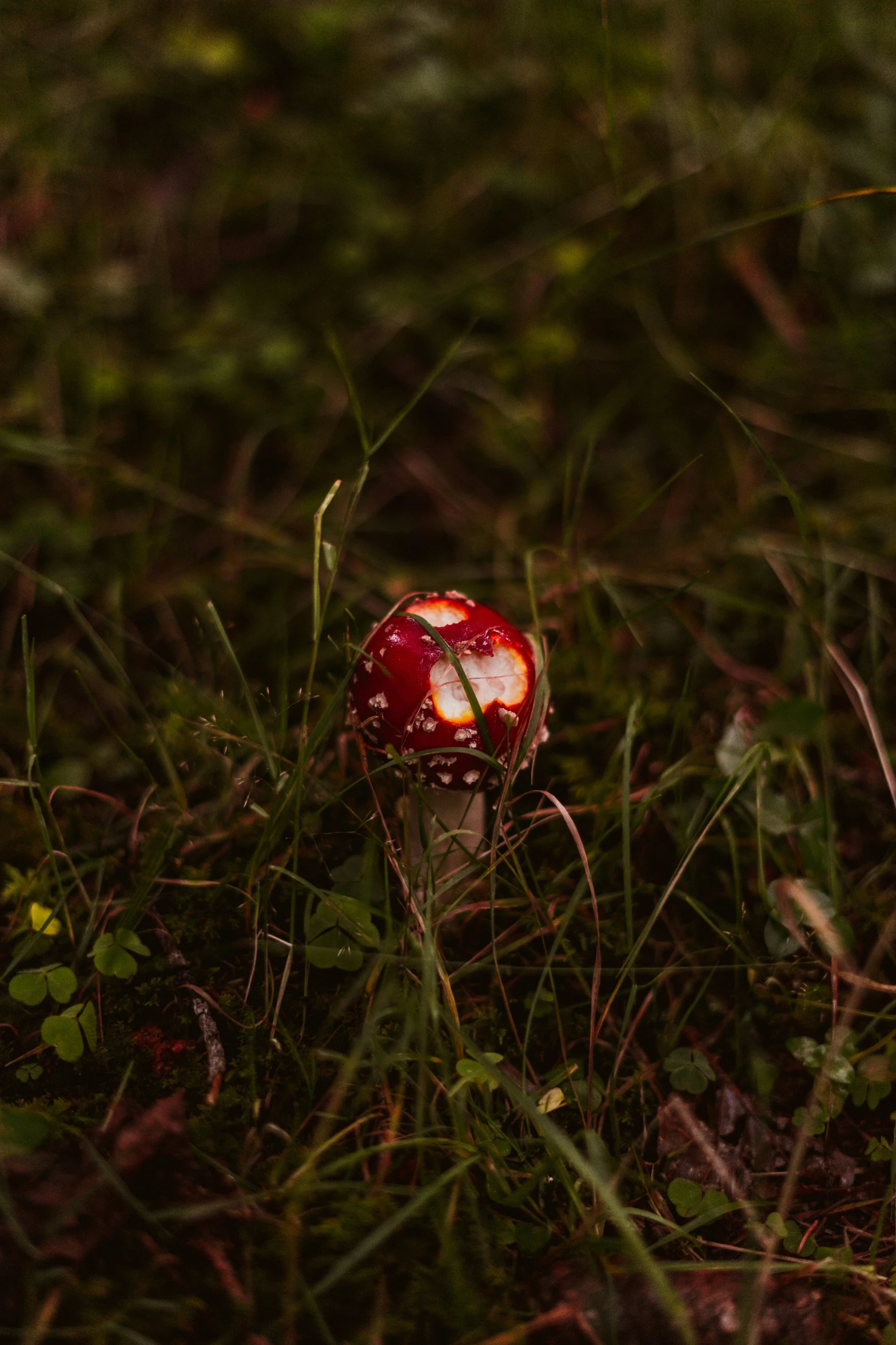 a mushroom in the middle of some grass