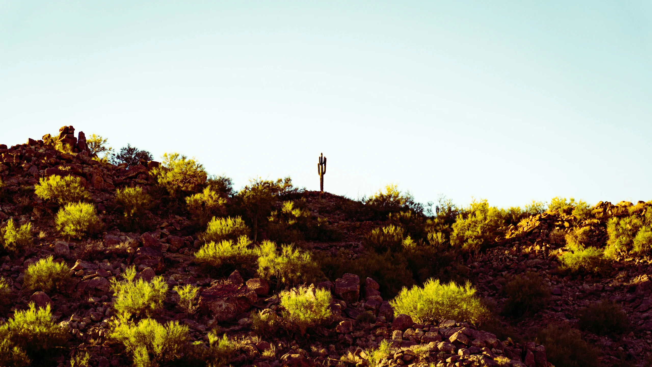 an open field with a mountain covered in plants and a person standing on a hill top