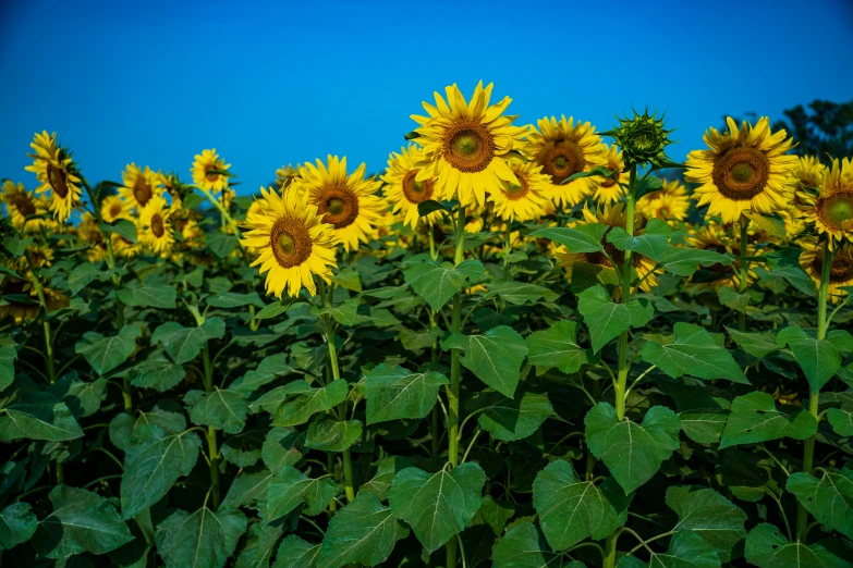 a large field full of sunflowers with a bright blue sky in the background