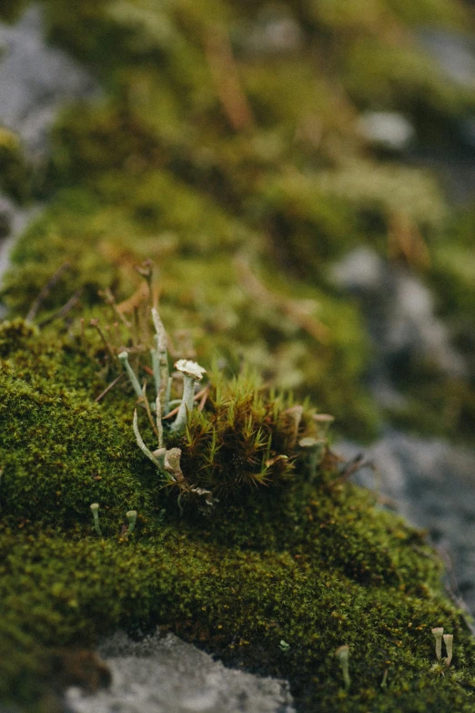 green moss growing on the side of a stone wall