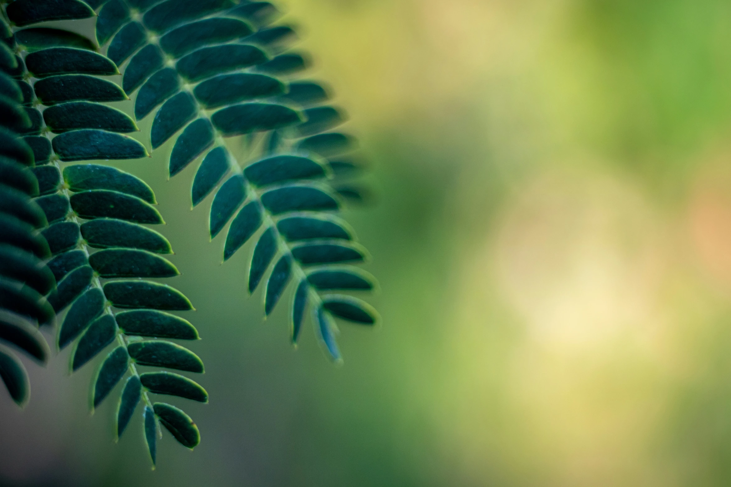 green leaves from the bottom of the image