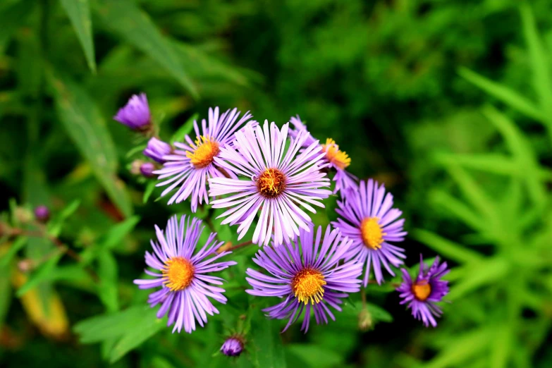 this is an image of some purple flowers