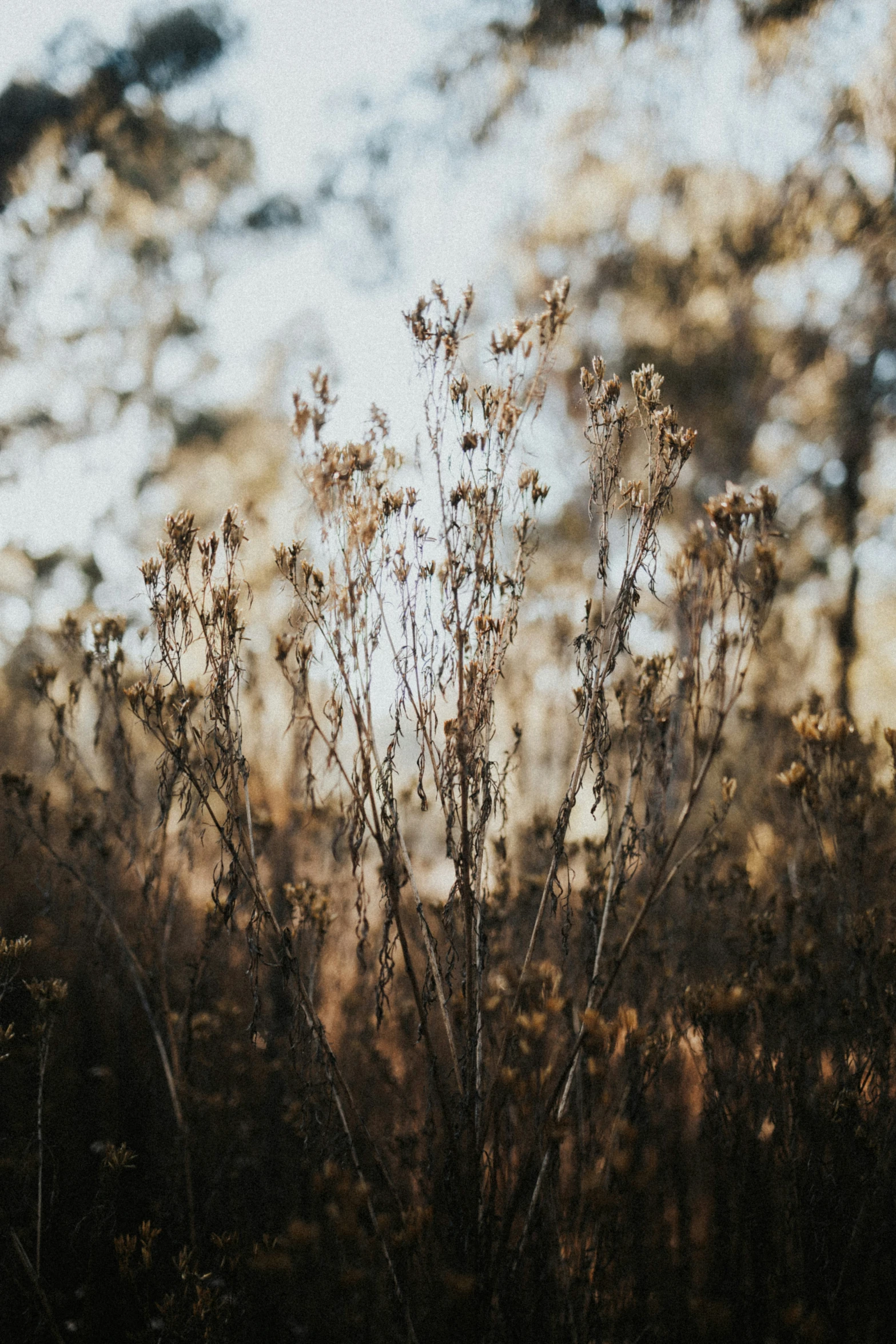 a view of a plant outside in the sun