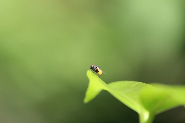 a fly insect on a leaf outside in the daytime