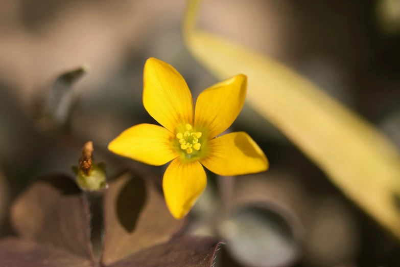 small yellow flower sitting on top of a leaf covered plant