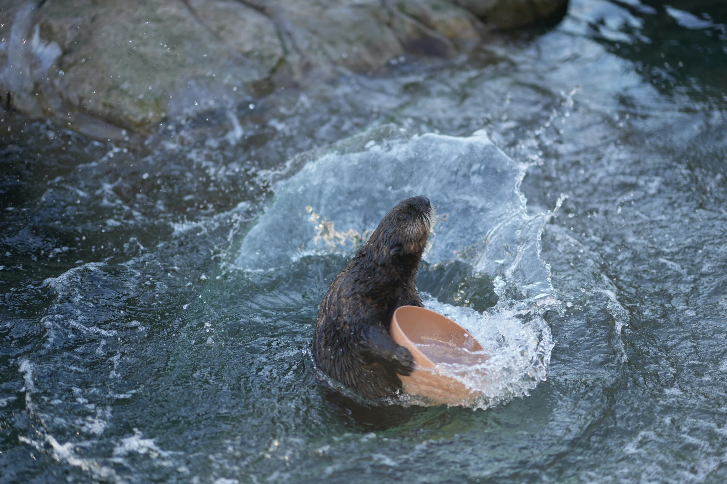 the seal is playing with the disk in the water