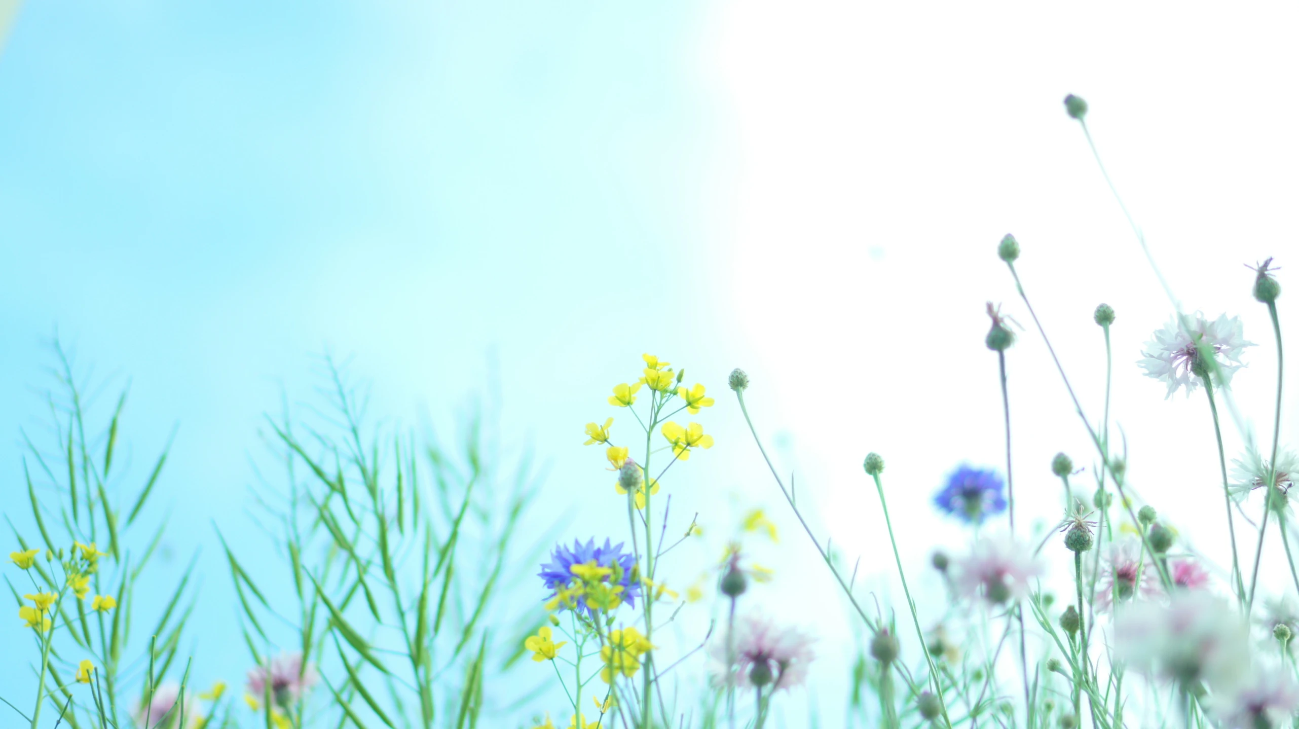 a blue sky and field of wild flowers