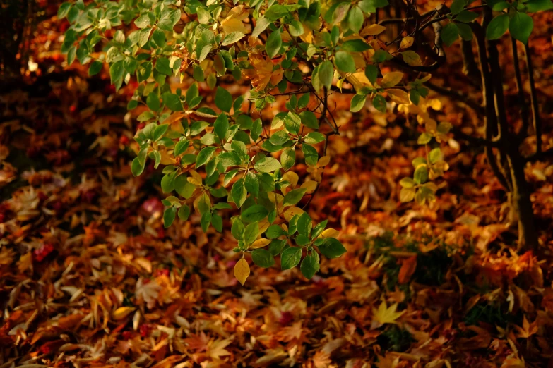 a fire hydrant with leaves and trees around it