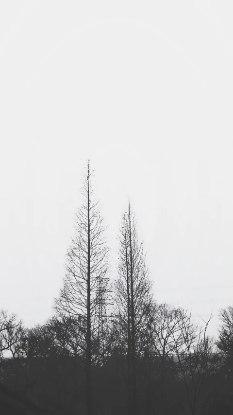 a black and white po of some trees in the fog