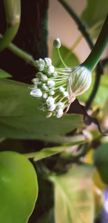 a close up of a flower on a plant