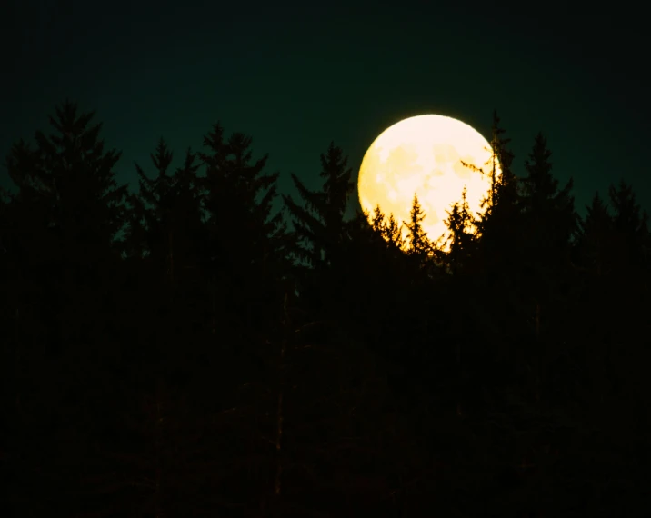 a big full moon is in the distance behind trees