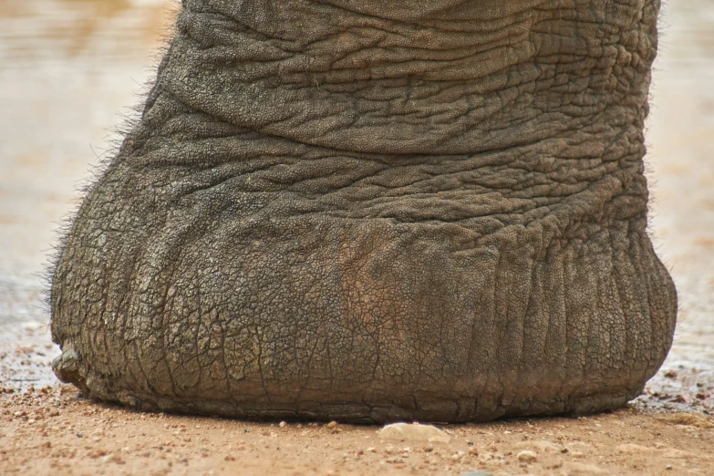 a view from underneath the head of a grey elephant