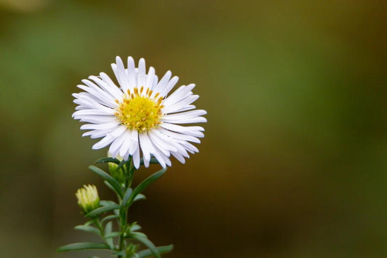 a single flower with its pollen in the air