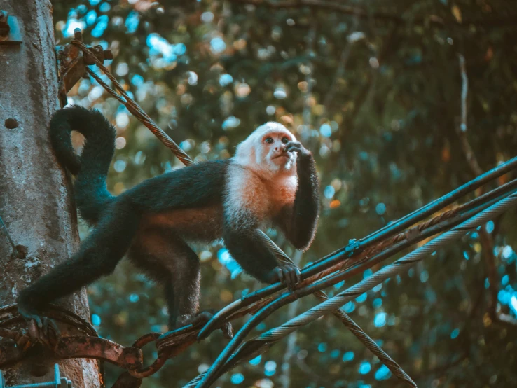 a monkey is perched on a tree nch