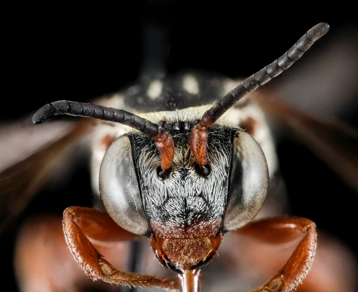 a large insect with long wings on it's head