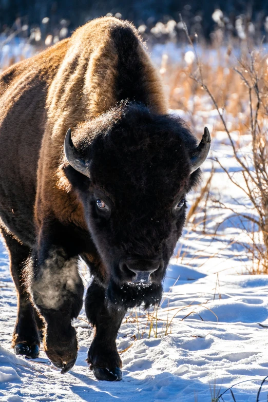 an bison stands in snow eating grass and bushes