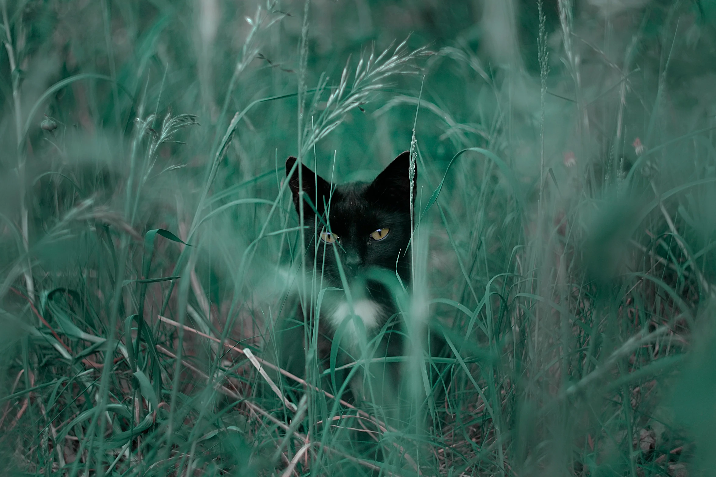 black dog is looking at camera from a tall grass field