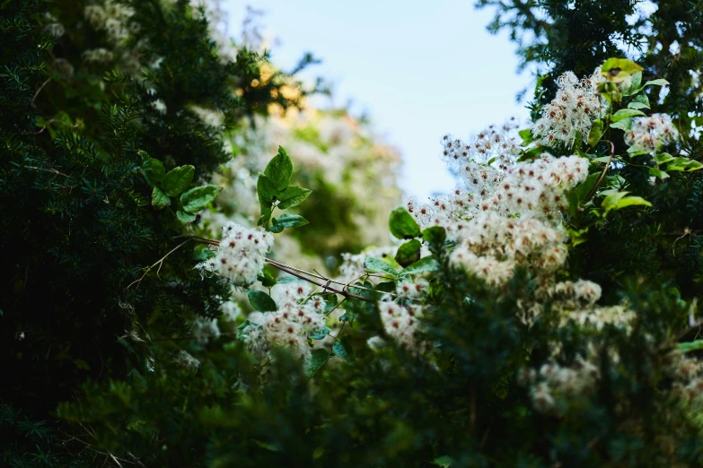 some very pretty white flowers by some trees