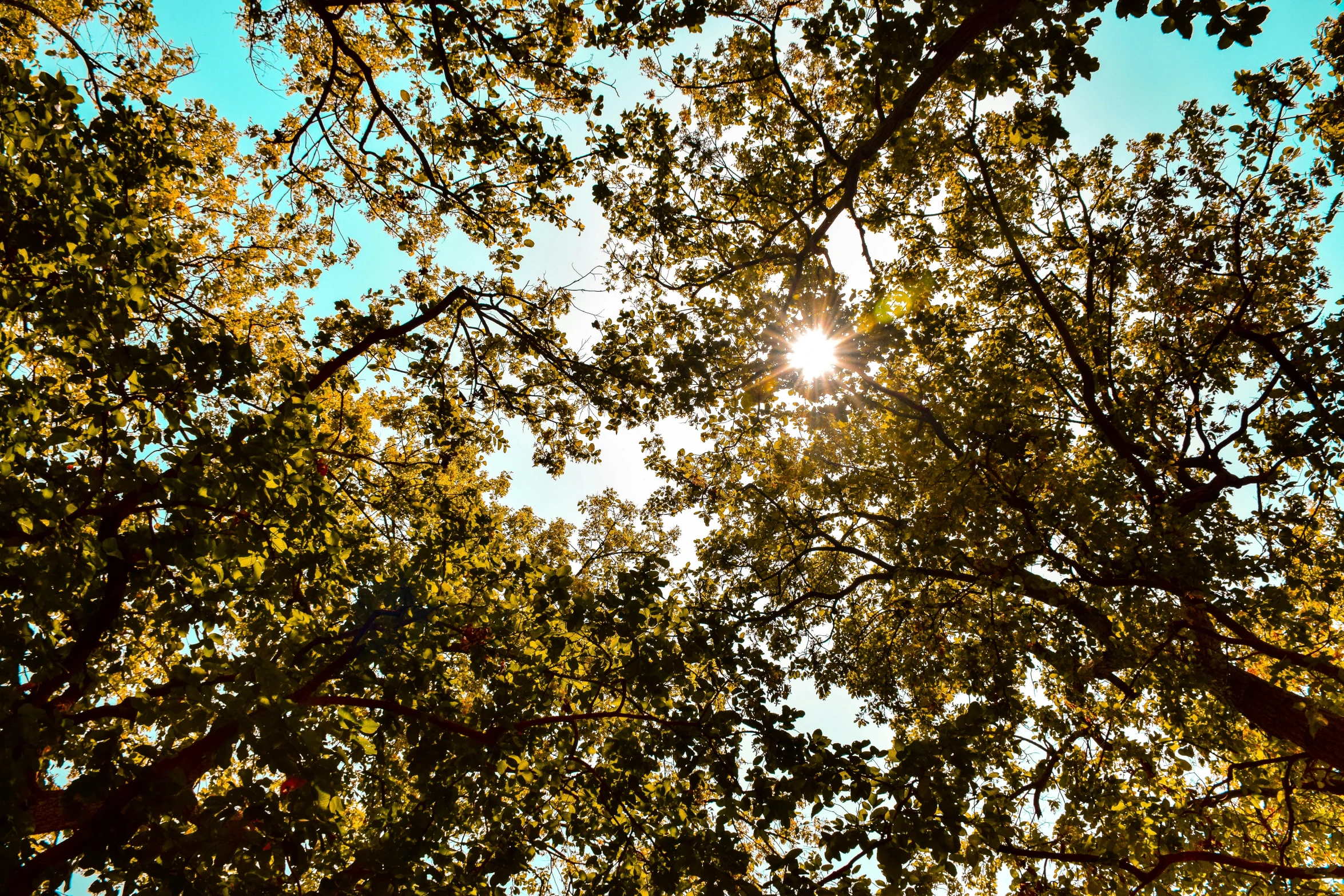 the sun through leaves, looking into the trees