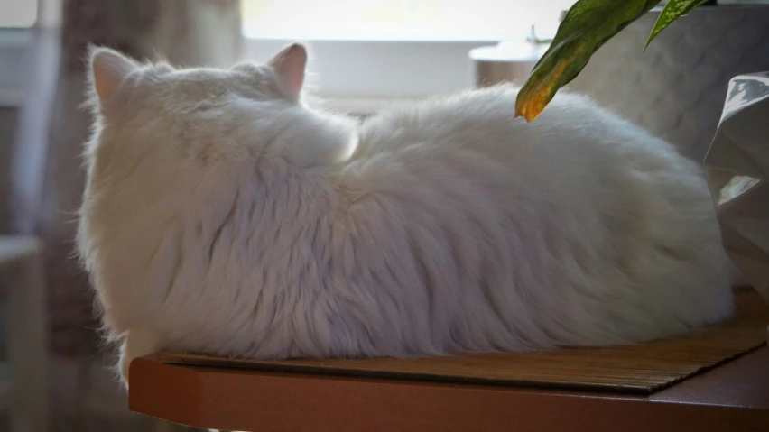 a white cat lying on top of a table