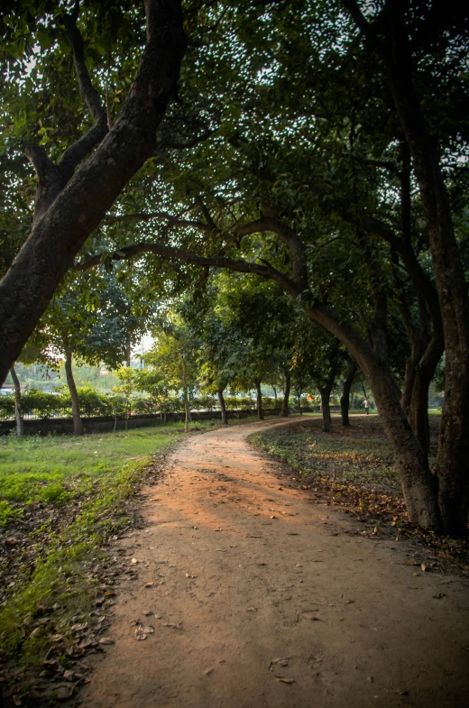 a trail under some trees on a path