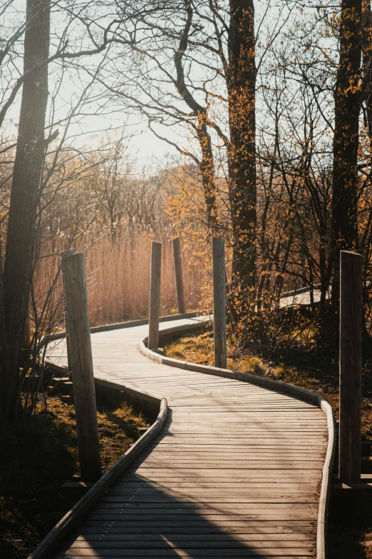 a very small path leading through some beautiful trees