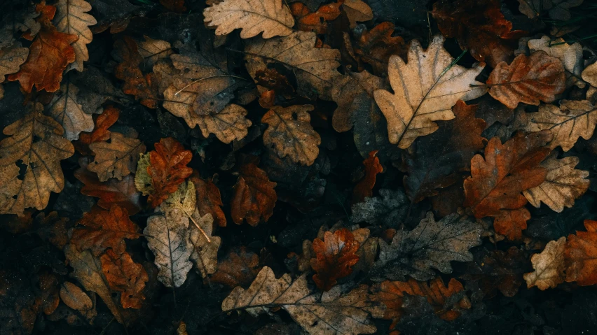 various leaves of different colors laying on the ground