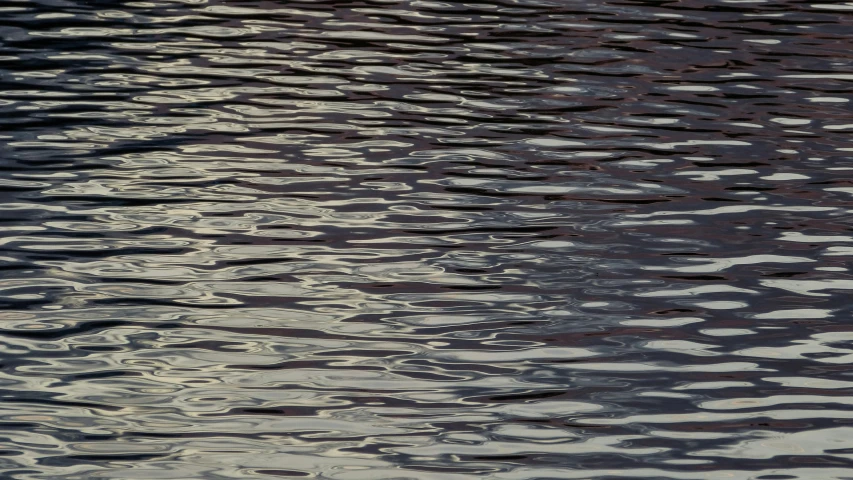 a bird is sitting in the water beside some ripples