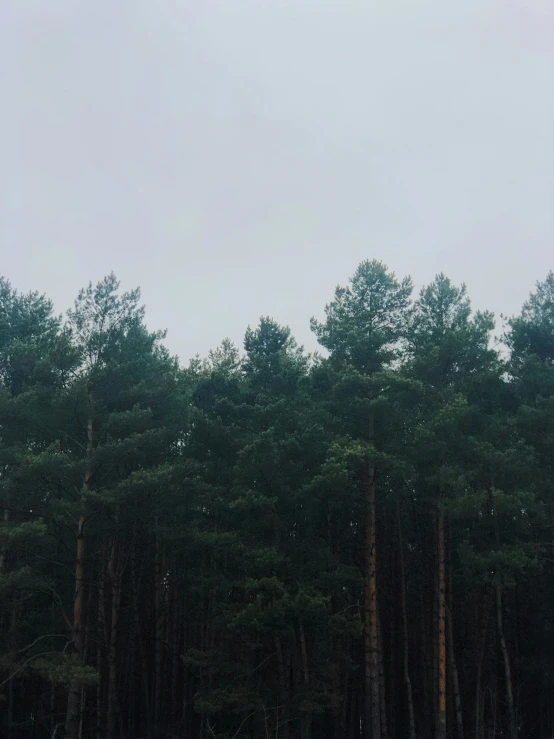 green trees line the hillside in front of an overcast sky