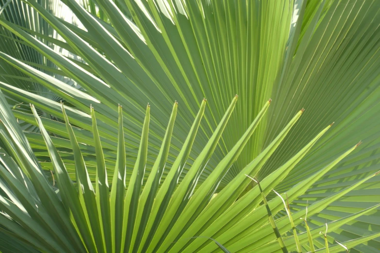 a view of some green leaves from the top of a palm tree