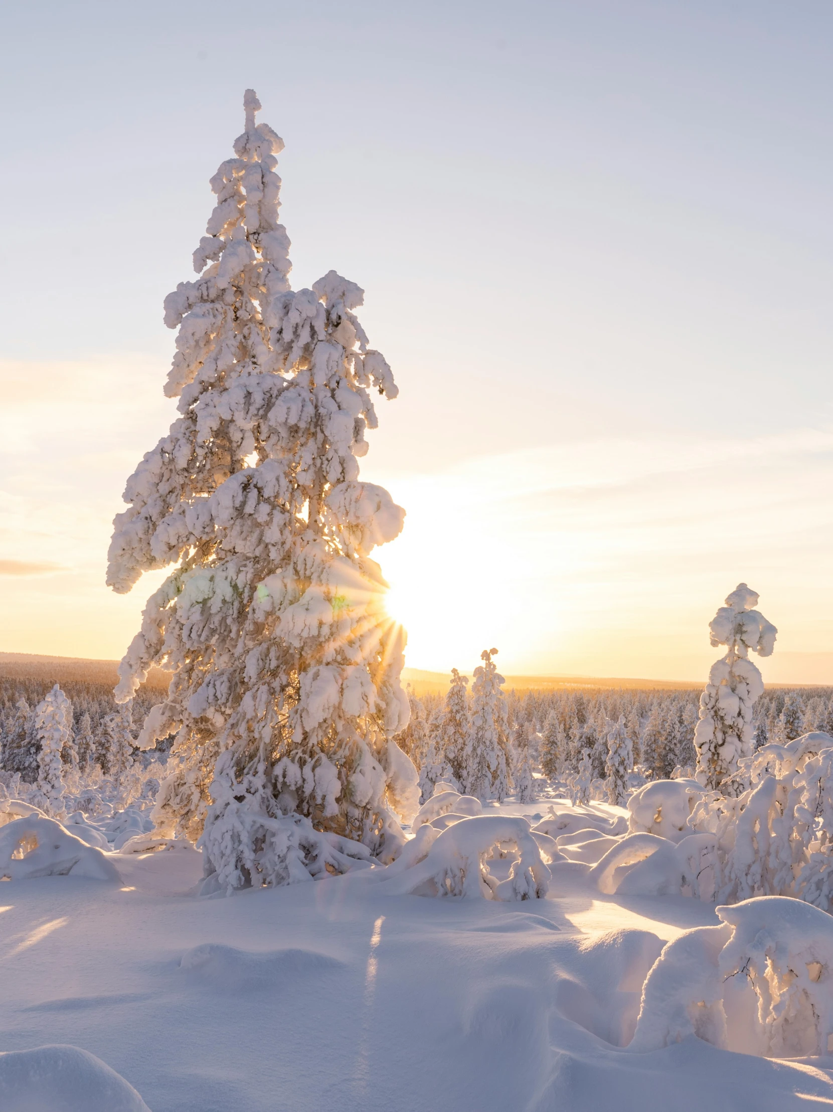 a white forest filled with snow at sunset