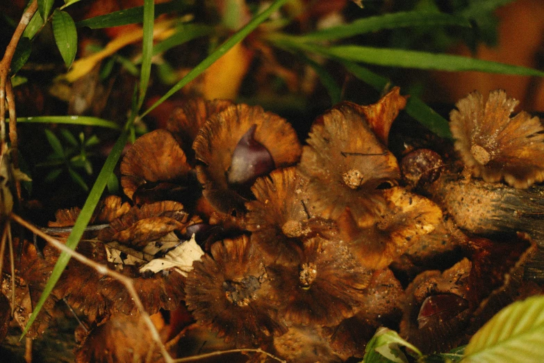 small mushrooms are on the grass in the woods