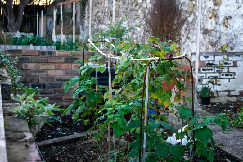 the ivy is growing on the corner of this fence