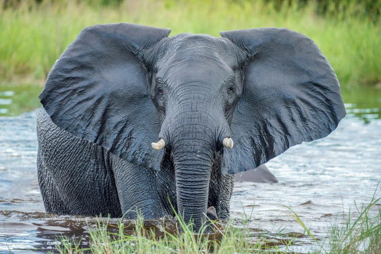 an elephant standing in the water looking back