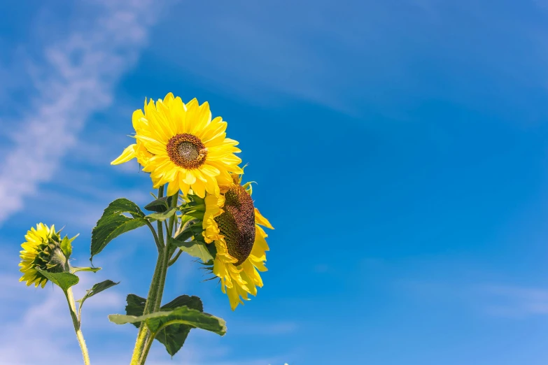 large sunflowers in a sunflower field with a blue sky