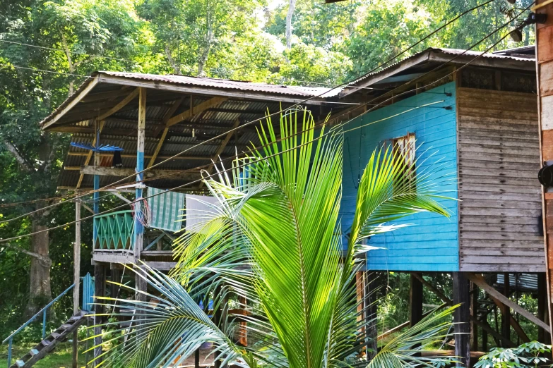 the tree house is nestled among tall trees