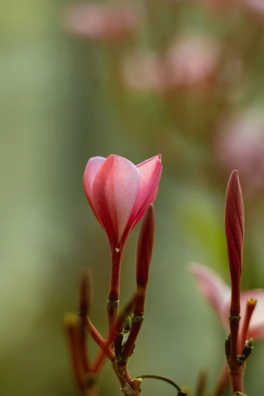 a pink flower budding from a stem and the green one in the background