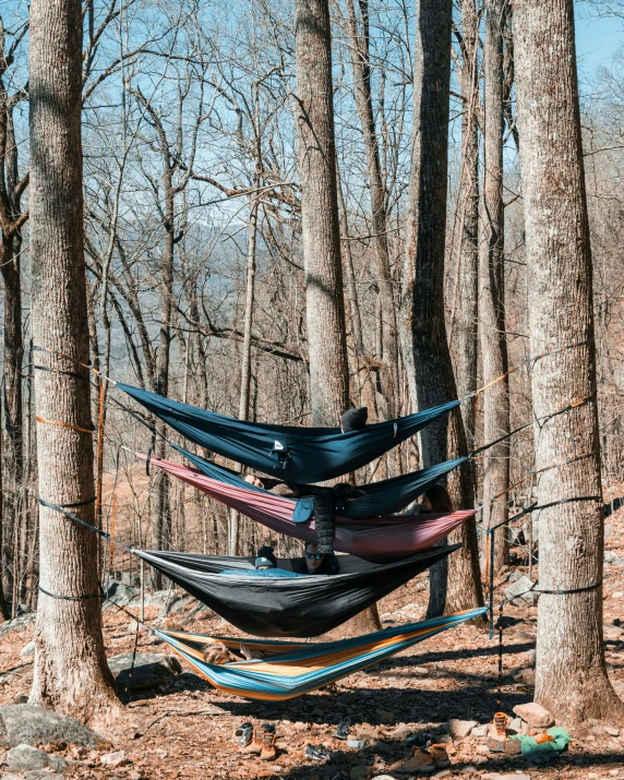 two hammock trees with no leaves on them