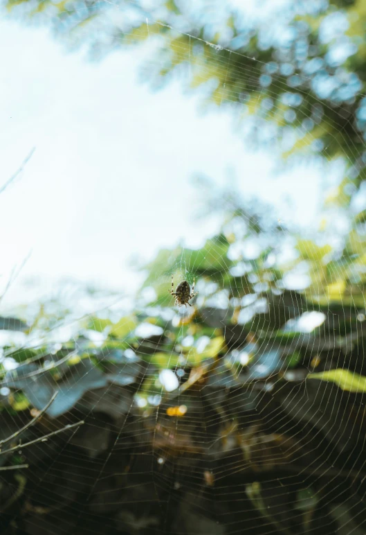 an image of a spider web attached to tree