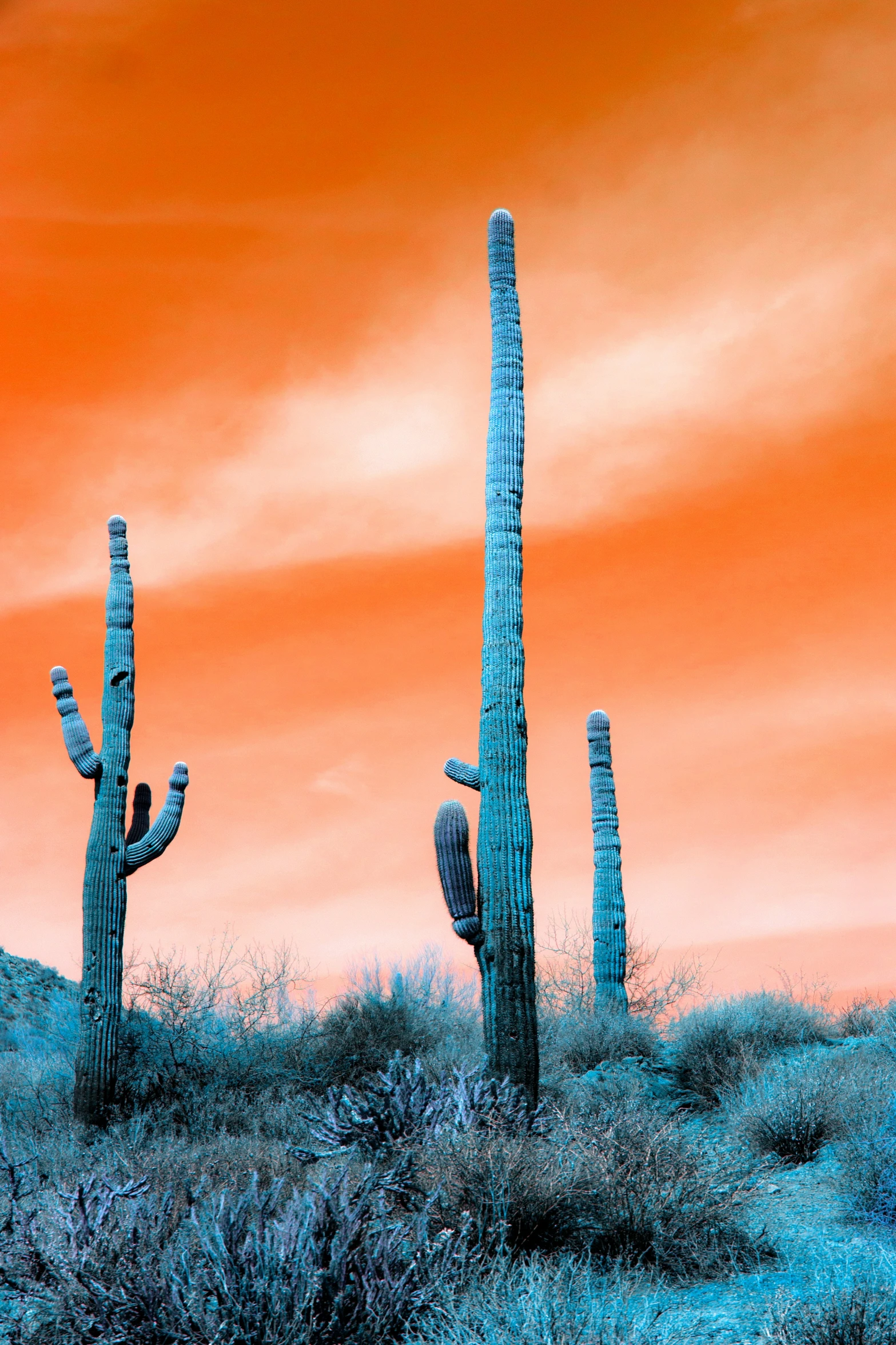 two tall saguahs in a field of desert plants