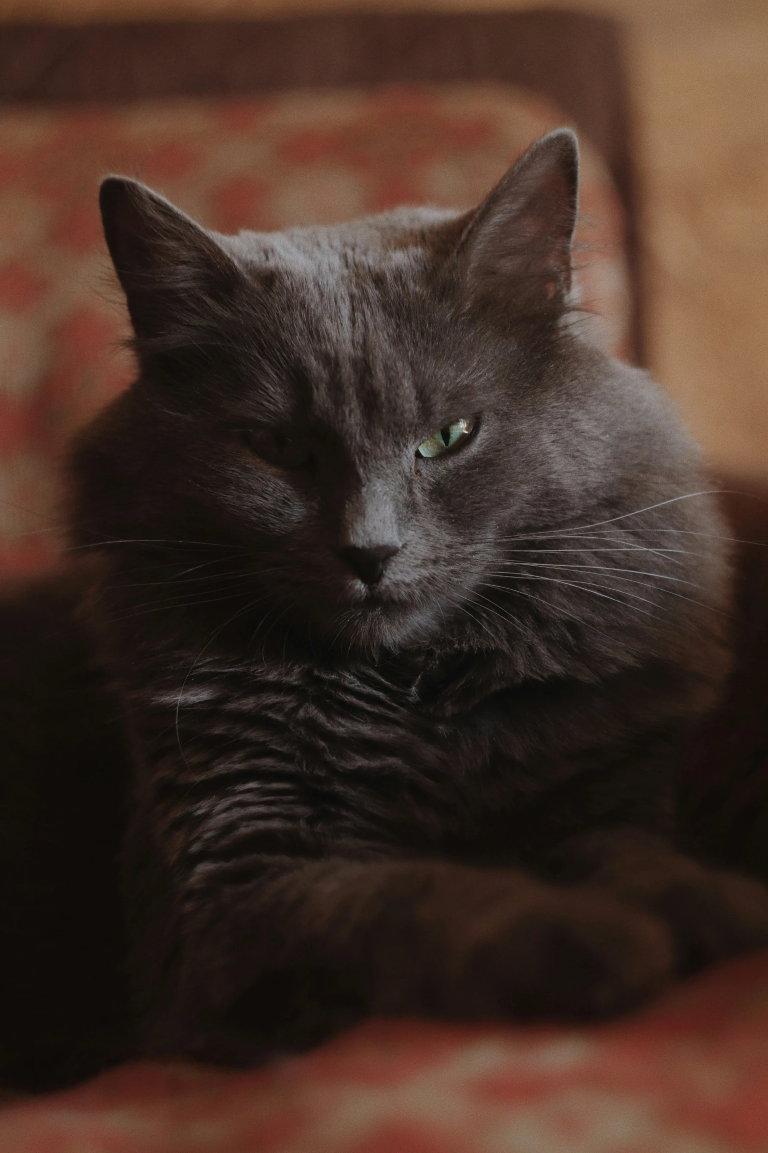 a close up of a cat laying on a chair