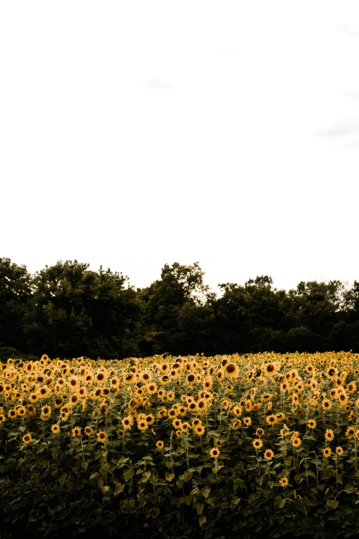 sunflowers are in bloom in a large field