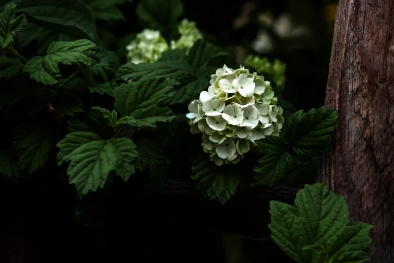 a flower sitting in the middle of a bush