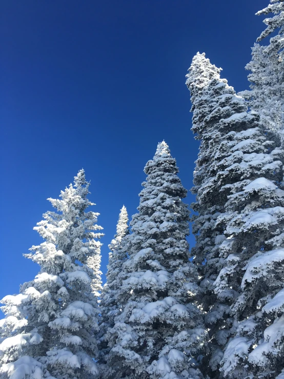 a person snow skiing next to trees with snow